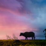 pexels-archie-binamira-708798